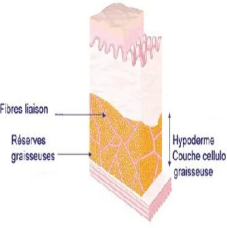 Figure 3: coupe histologique de l’hypoderme. [1] 