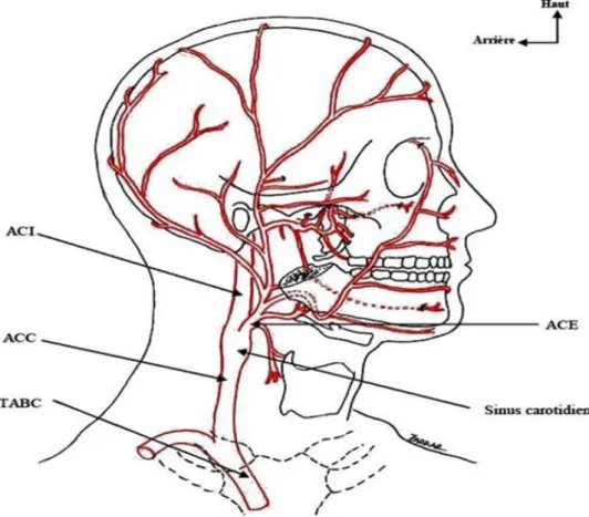 Figure 5:  schéma de l’axe artériel de la tête et du cou  