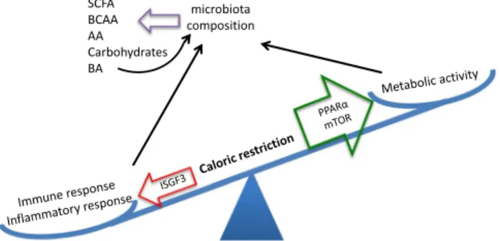 Figure 7.  A model of the impact of caloric restriction (CR) on the duodenum. Two important functions coexist  and are well balanced in the intestinal mucosa: control of metabolism and the immune/inflammatory response