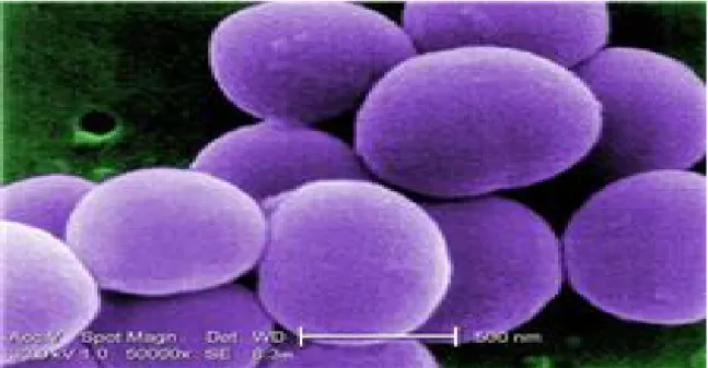 Figure 1: Image au microscope électronique de S. aureus [5]. 
