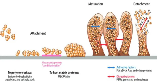Figure 4: Étapes de formation du biofilm [17]. 