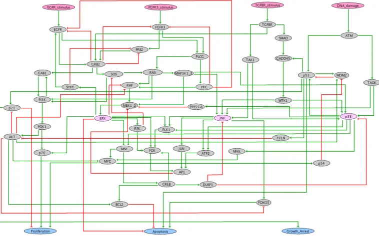 Fig. 8. Influence graph of the regulatory network à la Thomas of MAPK signaling in urinary bladder cancer [23] as displayed by GINsim.