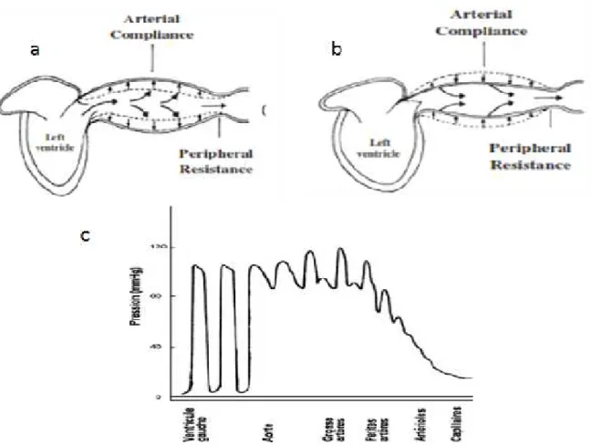 Figure 1 : Représentation  schématique  du rôle  de  la  compliance  artérielle  dans  le maintien d’un flux sanguin continu à travers l’arbre artériel a) une partie importante du volume d’éjection systolique est stocké dans les artères élastiques provoqua