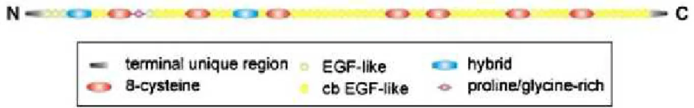 Figure 7: Structure en domaines de la fibrilline. La macromolécule de fibrilline est formée par 47 domaines  EGF  (Epidermal  growth  factor)-like  dont  43  domaines de  cbEGF-like,  7  domaines  TB,  2 domaines hybrides et 1 domaine riche en proline (fib