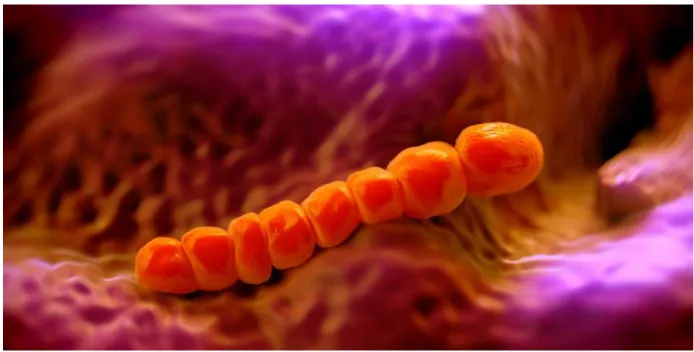 Figure 1: Streptococcus agalactiae en chainette [3] 