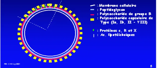 Figure 2: Composantes de streptoccus agalactiae [3] 