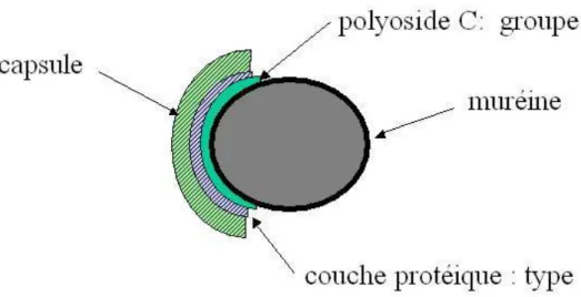 Figure 3: Parties formant la capsule de S.agalactiae [4] 