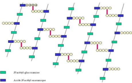 Figure 6: Structure schématique du peptidoglycane [5] 
