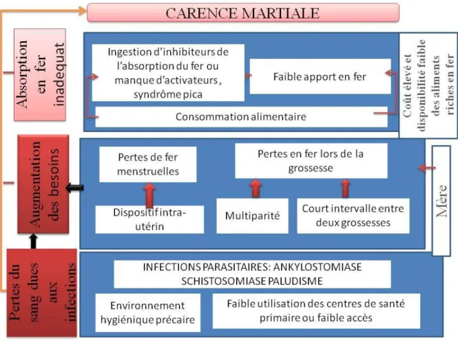 Figure 6: différentes étiologies de la carence martiale et de l’anémie gravidique  [24,40] 