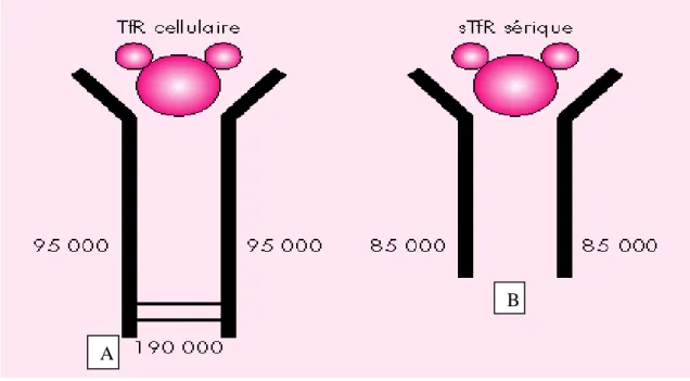 Figure  8:  représentation  schématique  du  Récepteur  de  la  transferrine  (TfR)  d’après [58] 