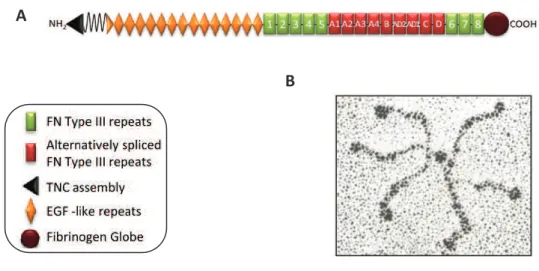 Figure  3.  Domain  structure  of  TNC.  (A)  Organization  of  TNC  into  different  protein  domains