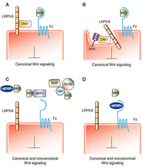 Figure  9.  Mechanism  of  Wnt  signalling  inhibition.  (A)  DKK1  binds  to  LRP6  and  thereby  disrupts  the  Wnt Ͳ induced  Fz Ͳ LRP6  complex  formation)  (B)  and/or  induces  LRP6  endocytosis  in  the  presence  of  its  coreceptor  Kremen(B)