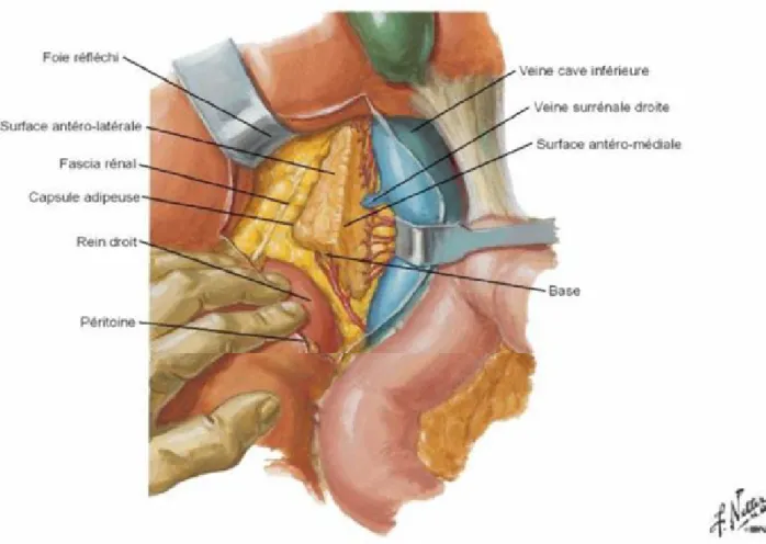 Figure 2 : Rapports de la glande surrénale droite. [12] 