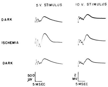 Fig.  XXII-3.  Enlargement  of  cortical  responses  to  lateral  geniculate  body  shocks  for two  shock  amplitudes