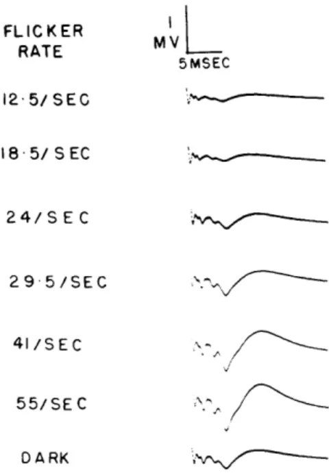 Fig.  XXII-5.  Evoked  responses  to  lateral  geniculate  body  shocks  during  retinal illumination  by  a  diffuse  flickering  light