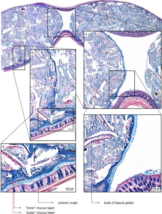 Figure 2.  AB/H/E stained longitudinal section of distal rat colon containing faecal pellets