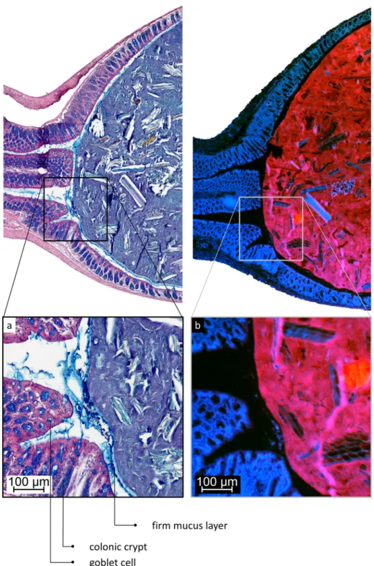 Figure 4.  In distal colon, the microbiota is confined to the faecal pellet. (a) AB/H/E stained longitudinal section  of mouse distal colon