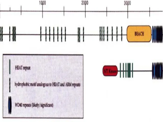 Figure 2: Architecture moléculaire du gène LYST[33]. 