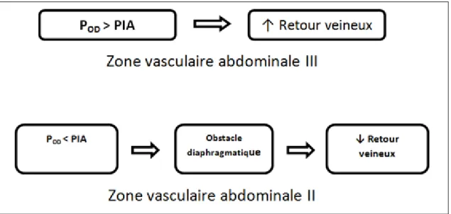 Figure 6: Théorie des zones vasculaires abdominales 