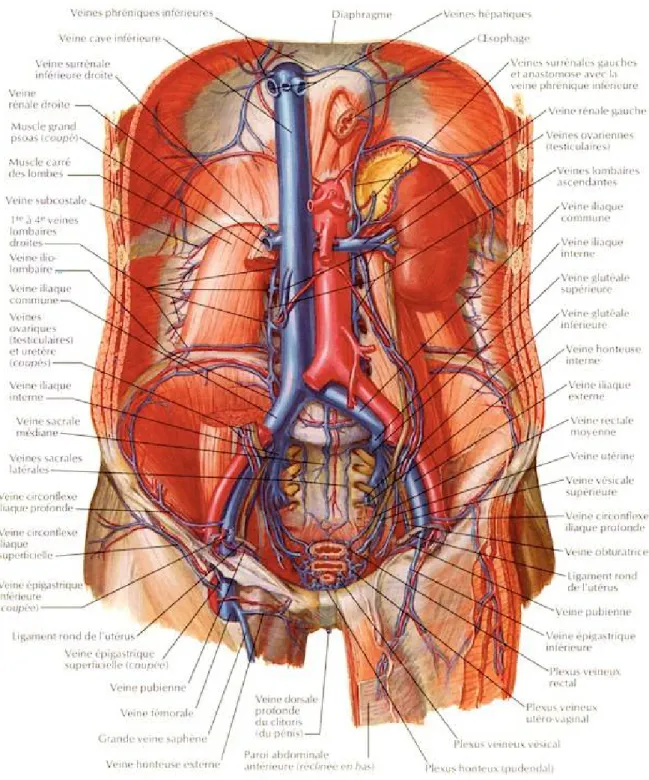 Figure 2 : schéma montrant l’anatomie veineuse pelvienne de la femme 