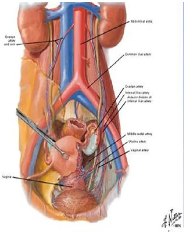 Figure 3 : schéma montrant le drainage veineux de l’utérus (le plexus pampiniforme)