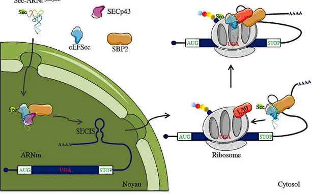 Figure  6  :  Modèle  d’insertion  de  la  sélénocystéine  lors  de  la  traduction  des  protéines  chez  les  eucaryotes