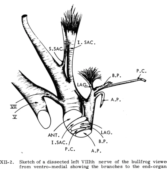 Fig.  XII-2. Sketch  of  a  dissected  left  VIIIth  nerve  of  the  bullfrog  viewed from  ventro-medial  showing  the  branches  to  the  end-organs and  their  relative  positions  just  medial  to  the  ganglion.