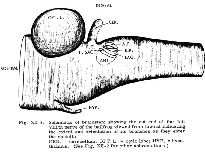 Fig.  XII-3.  Schematic  of  brainstem  showing  the  cut  end  of  the  left VIIIth  nerve  of  the  bullfrog  viewed  from  lateral  indicating the  extent  and  orientation  of  its  branches  as  they  enter the  medulla.