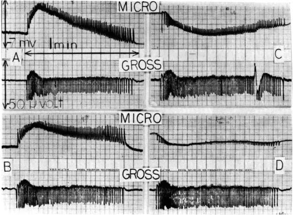 Fig.  4.  Reversal  of  direction  of  polarity  of  slow  signals  during  surface  explora- explora-tion  of  explant  of  14-day  chick  embryo  telencephalon  by  microelectrodes.