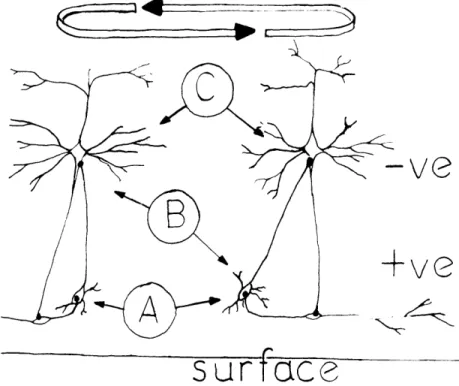 Fig.  10.  A  graphic  representation  of  two  cortical  neuronal  complexes  showing the  excitatory  (+)  and  inhibitory  (-)  synapses.