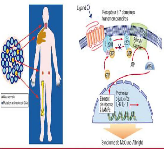 Figure 3: Schéma général de fonctionnement des récepteurs à 7 domaines transmembranaires  couplés aux protéines G