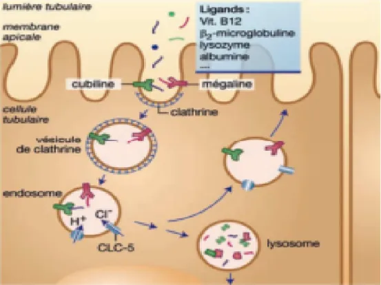 Figure 5 : le mécanisme d’endocytose des protéines de bas poids moléculaires [11] 