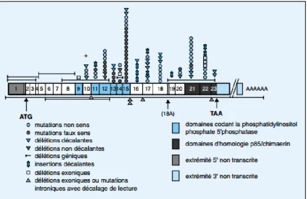 Figure 7 : Représentation schématique du gène OCRL1 et des différentes mutations  +localisation de la mutation identifiée chez des patients [31] 