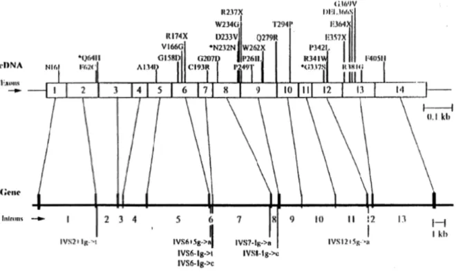 Figure 8: la localisation des différentes mutations du gène FAH(51)  Légende :* mutations dans la séquence affectant (exon).affectant l’épissage  