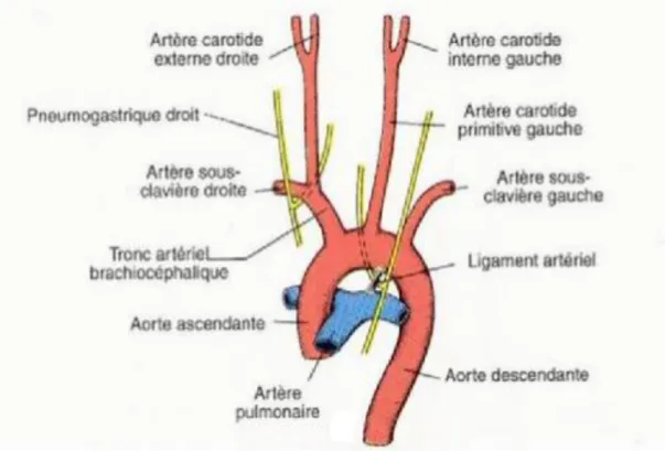 Figure 1: Schéma d’une vue antérieure montrant les troncs supra-aortiques  