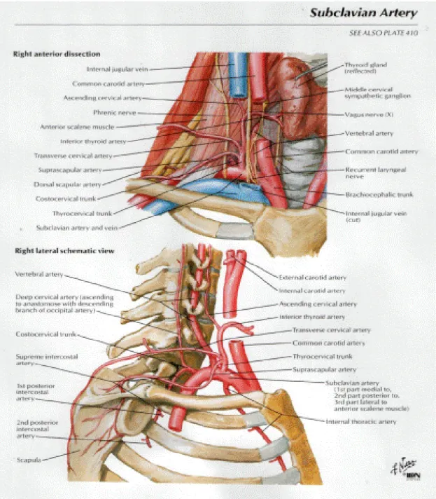 Figure 2: Anatomie de l’artère sous-clavière 