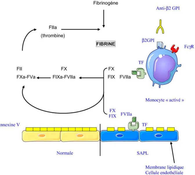 Figure  2 : Activation de la coagulation par le TF associé aux phospholipides de  membrane en cas d’absence d’annexine V   [27]