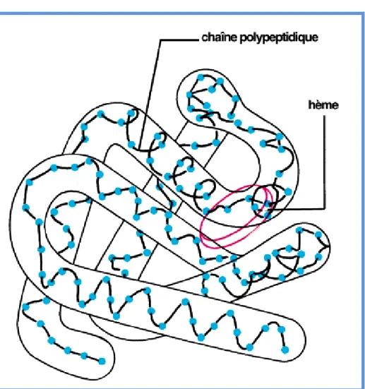 Figure 2 : Structure tertiaire de l’une des quatres chaines polypeptidiques formant  l’hémoglobine 