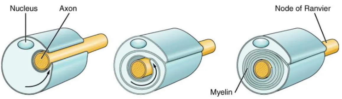 Figure 3 : La myélinisation d’un axone périphérique.  La gaine de myéline est constituée de  l’enroulement  successif  de  membranes  plasmiques  de  CS  (tiré  de  Biologydictionary.net  Editors)
