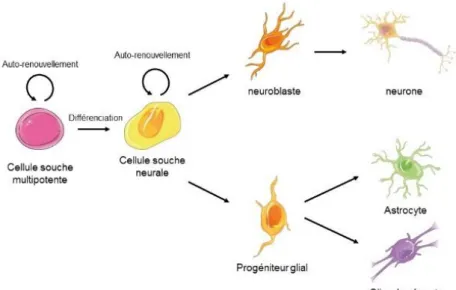 Figure  10 :  Représentation  schématique  des  propriétés  des  cellules  souches  à  travers  l’exemple  de  la  lignée  neurale