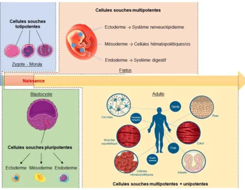 Figure 11  :  Les  différents  types  de  cellules  souches.  Les  types  de  cellules  souches  sont  caractérisés par un potentiel leur permettant de générer une variété plus ou moins limitée de  cellules  dites  spécialisées