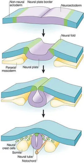 Figure 14 : Schémas de la neurulation ou formation du tube neural (Gammill and Bronner- Bronner-Fraser, 2003)