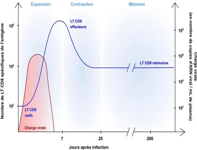 Figure 1 : Cinétique de la réponse T CD8 suite à une infection virale  [11] 