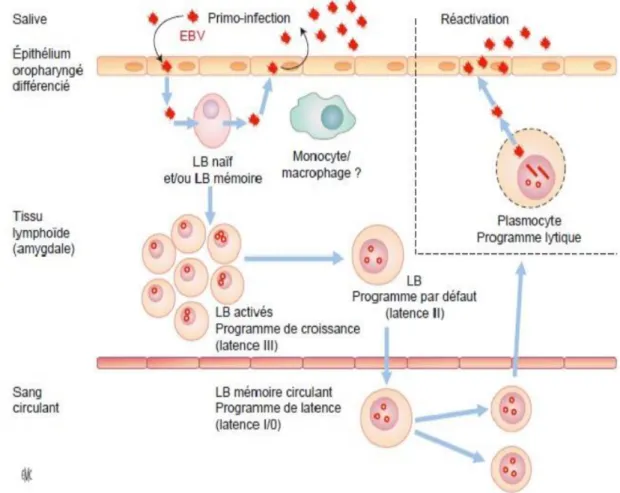 Figure 2 : Primo-infection par le virus EBV, établissement de la persistance et réaction