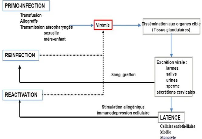Figure 4 : Physiopathologie de l’infection à CMVH [20] 