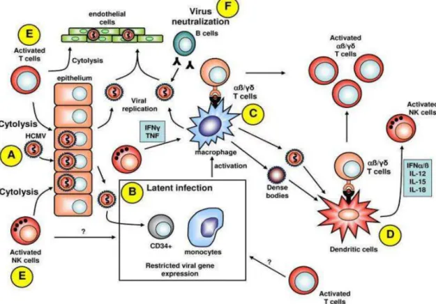 Figure 5 : Réponse immunitaire dirigée contre le CMVH  [33] 