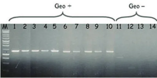 Figure 4. gpe1 PCR amplification on geosmin productive (1-10) and non-productive (11-14)  Penicillium  species:  1