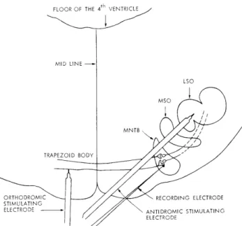 Fig.  XXIII-10.  Schematic  transverse  section  through  the  brainstem  of  a cat  showing  the  approximate  locations  of  our  electrodes.