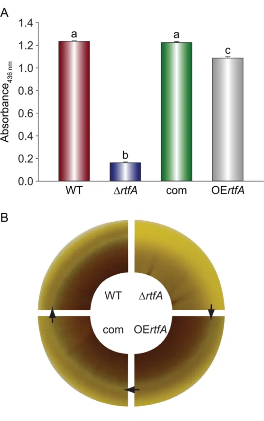 Fig 4. rtfA regulates protease activity. Aspergillus fumigatus wild type (WT), ΔrtfA, complementation (com), and overexpression rtfA (OErtfA) strains were point-inoculated on GMM containing 5% skim milk (Difco) and incubated at 37˚C