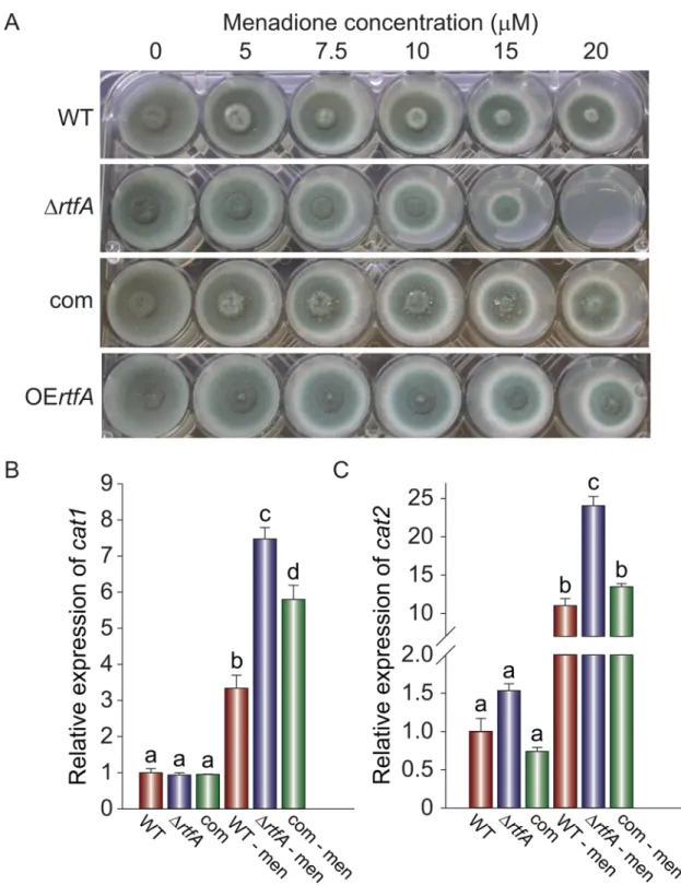 Fig 5. rtfA is necessary for normal resistance to oxidative stress. (A) Sensitivity of A